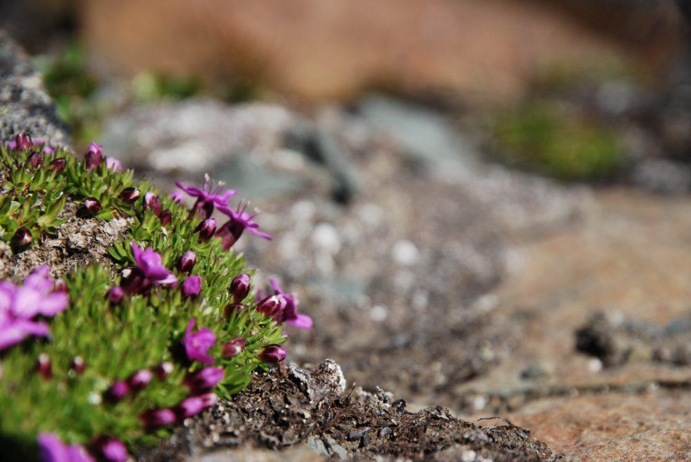basecamp-spitsbergen-flora-14-kirsti-puro