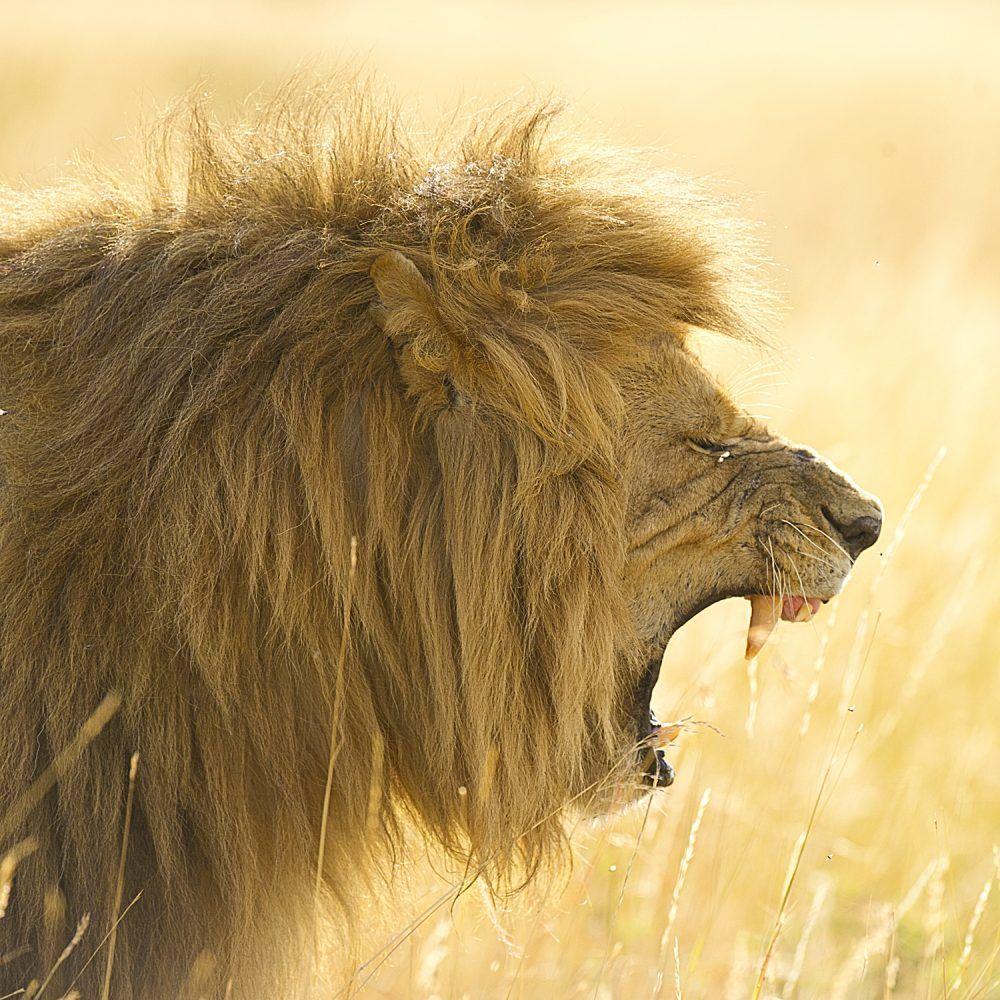 Lion Wildlife Masai Mara