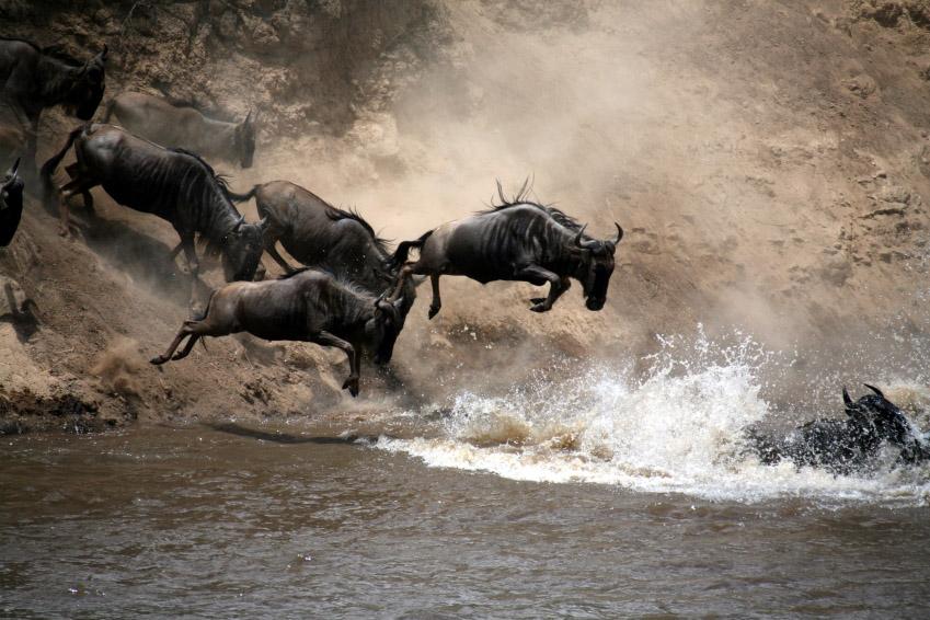 Migrasjon Masai Mara