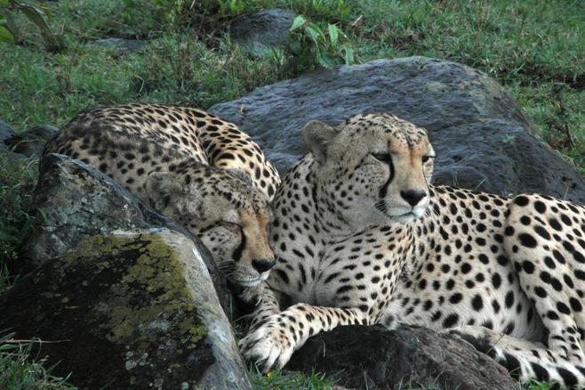 tony_proud_leopards