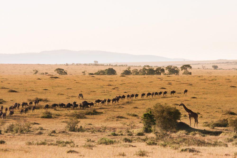 Masai Mara Hotels Masai Mara Hotels