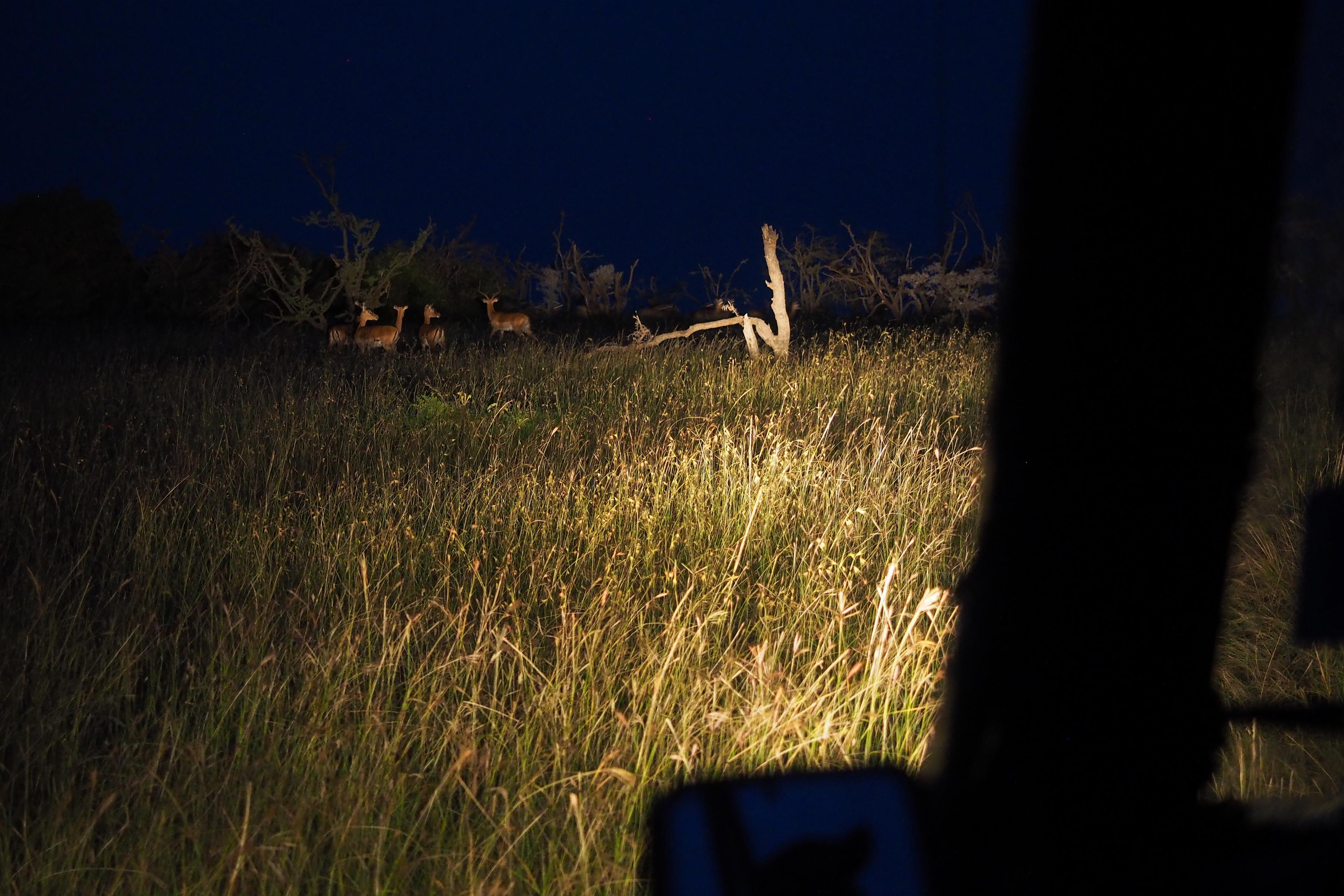 Nocturnal Animals| Night Game Drives| Masai Mara Safaris | Basecamp Explorer