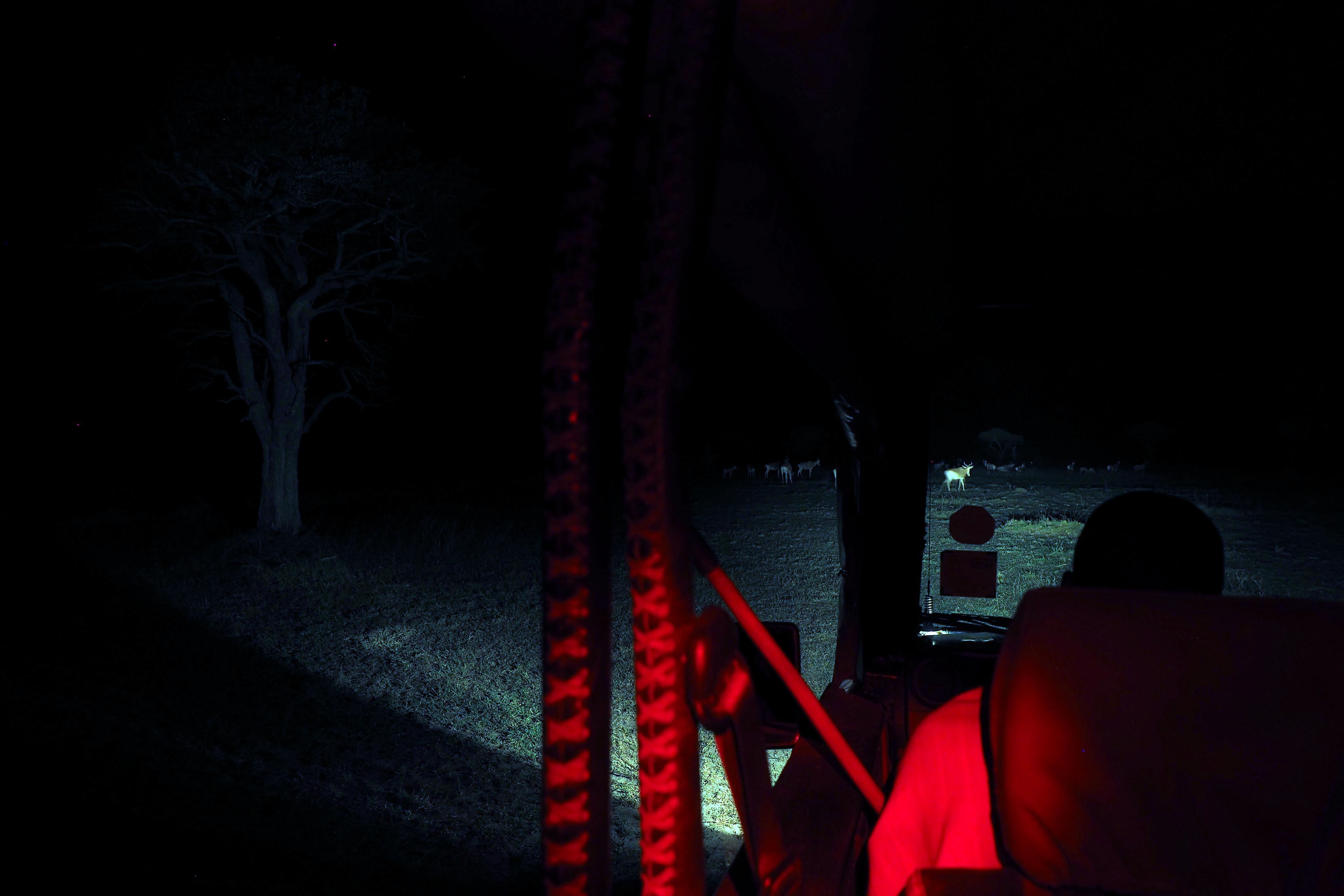 Experience the thrilling adventure of a night game drive Experience the thrilling adventure of a night game drive