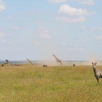 Zebra and giraffe running over the savannah in Masai Mara, Kenya.