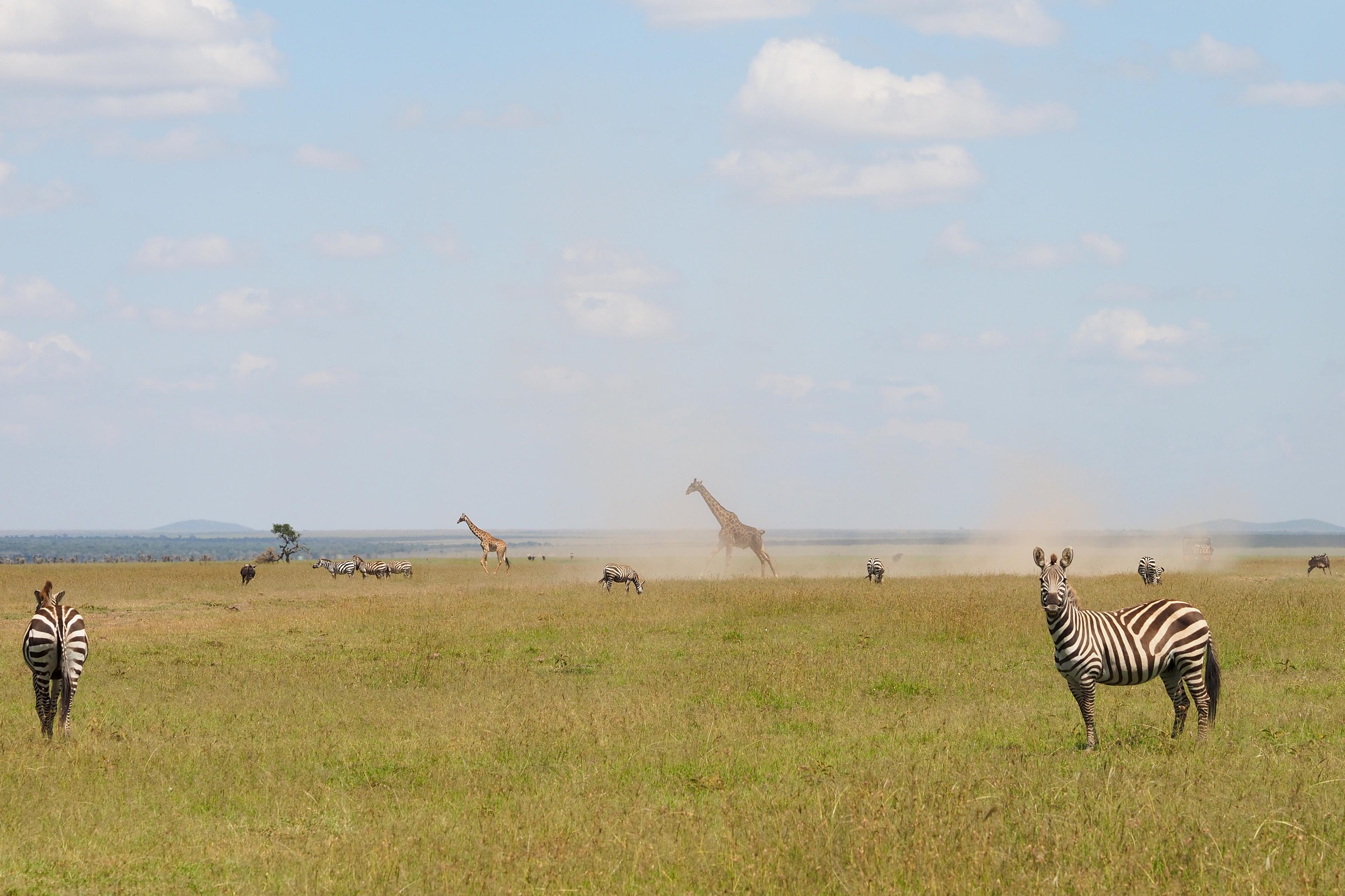 What animals can I see in Masai Mara? | Basecamp Explorer