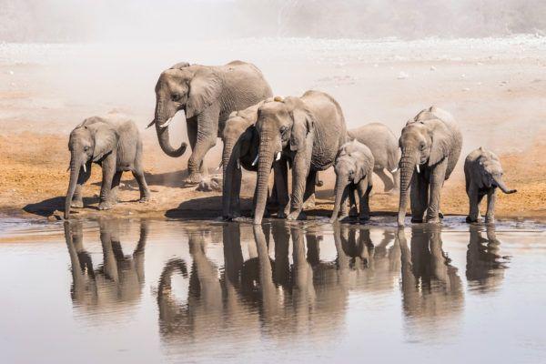 The Big Five | Masai Mara Safaris | Kenya | Basecamp Explorer