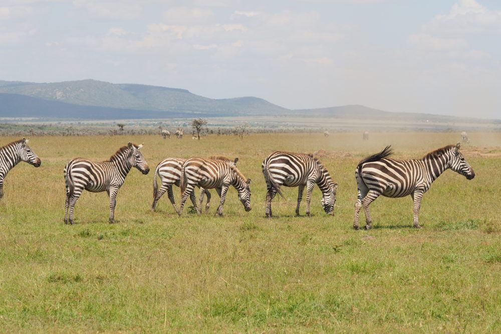 Six zebras grazing on the savannah in Mara Naboisho Conservancy, Masai Mara Kenya.