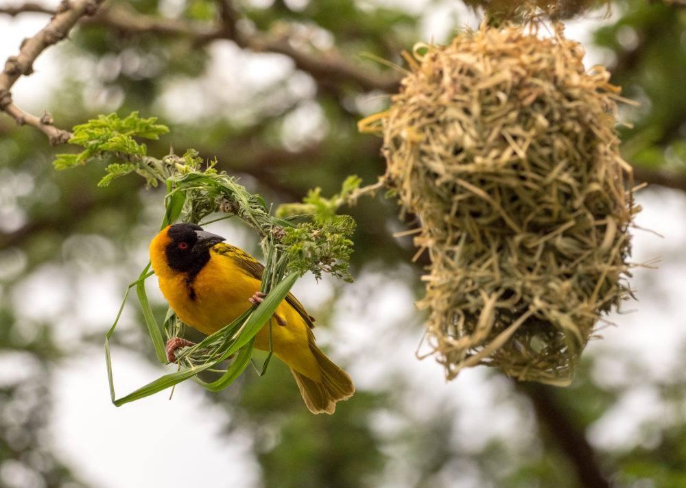Bright yellow bird with black feathers building a nest in the branches of a tree in Masai Mara, Kenya.