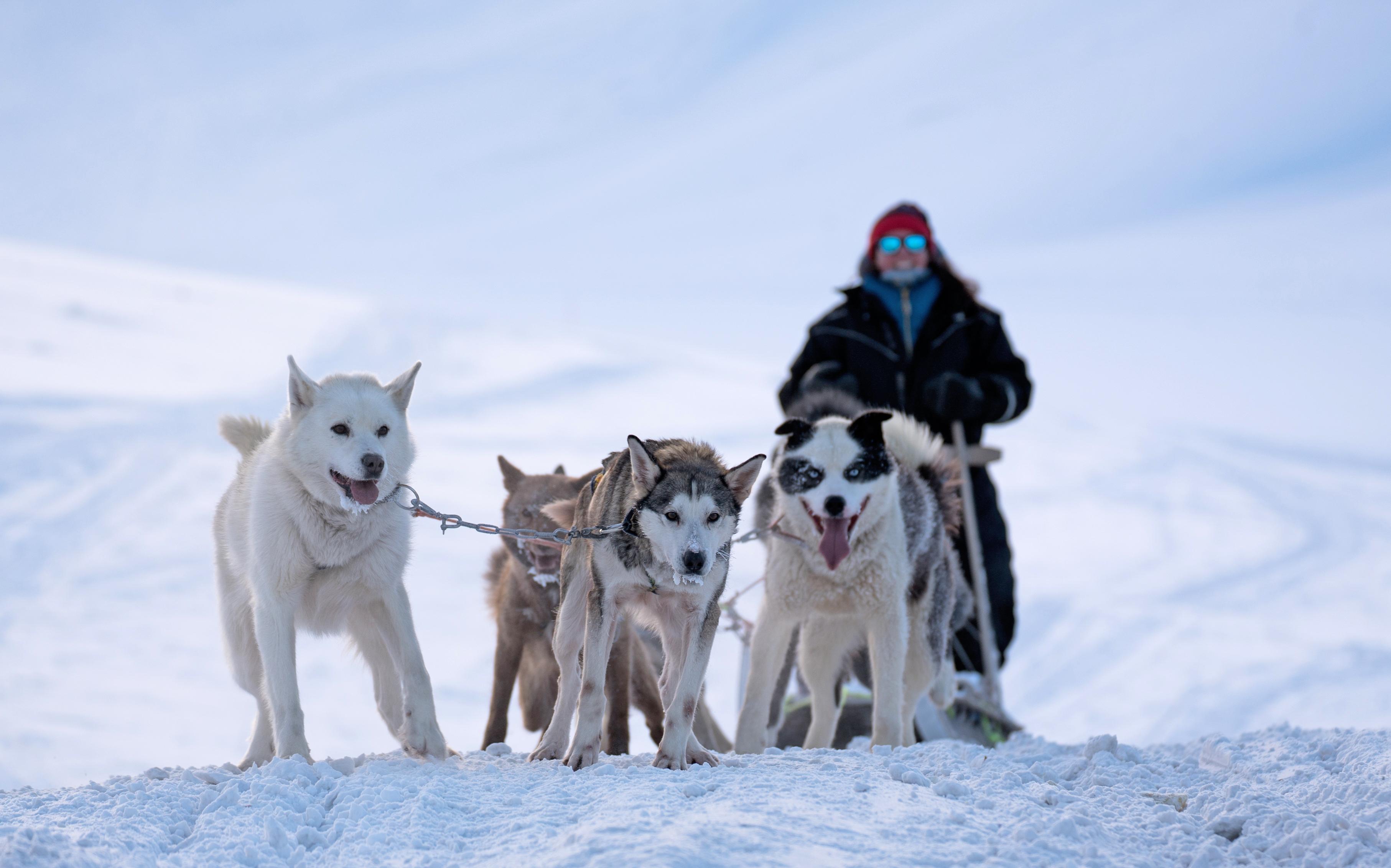 Dog sledding | Day trips | Longyearbyen | Svalbard