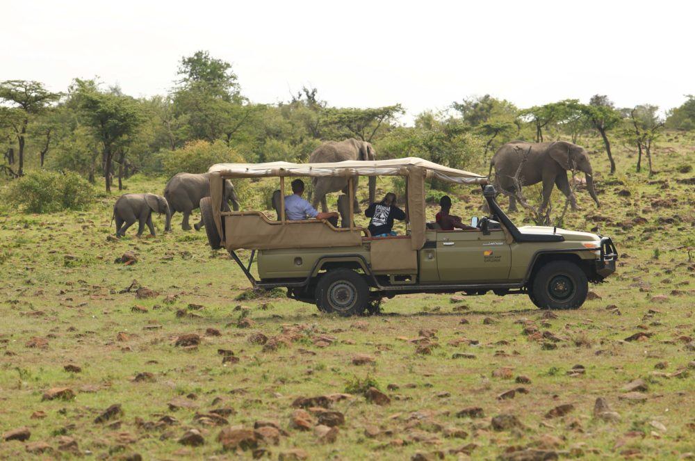 Elephants in Mara Naboisho